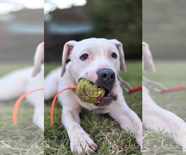 Medium Photo #6 American Pit Bull Terrier-Unknown Mix Puppy For Sale in Forest, VA, USA