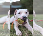 Small #5 American Pit Bull Terrier Mix