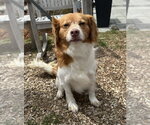 Small #12 Colonial Cocker Spaniel Mix