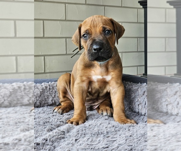 Medium Photo #2 Rhodesian Ridgeback Puppy For Sale in BUMPASS, VA, USA