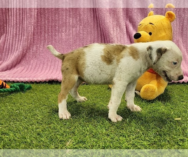 Medium Photo #2 Catahoula Leopard Dog Puppy For Sale in CUMBY, TX, USA