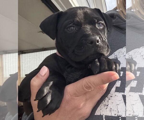 Medium Photo #1 Mutt Puppy For Sale in Clarkston, MI, USA