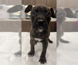 American Pit Bull Terrier Dogs for adoption in Baytown, TX, USA