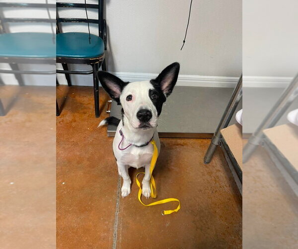 Medium Photo #1 Border Collie-Unknown Mix Puppy For Sale in Bolivar, MO, USA