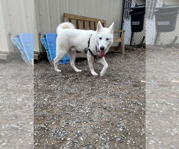 Medium Photo #1 Siberian Husky-Unknown Mix Puppy For Sale in Elmsford, NY, USA