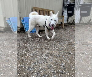 Siberian Husky-Unknown Mix Dogs for adoption in Elmsford, NY, USA