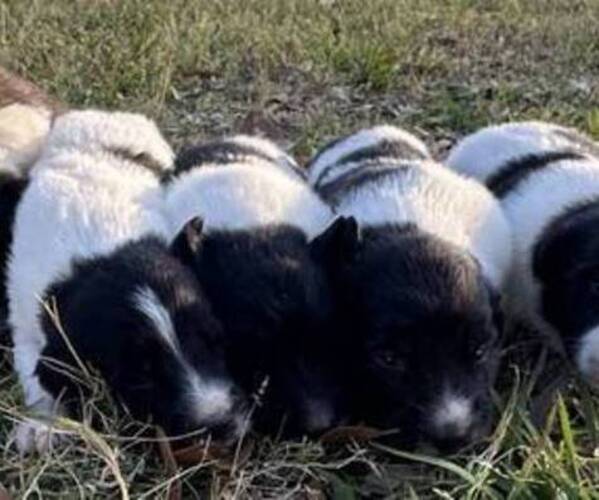 Medium Photo #7 Karakachan Puppy For Sale in ELM GROVE, LA, USA