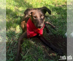 Small #10 Labrador Retriever Mix