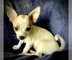 Small Photo #20 Chihuahua Puppy For Sale in LEBANON, NJ, USA