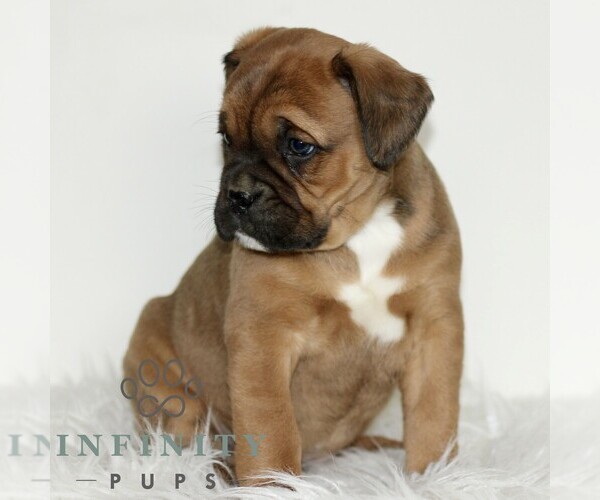 Medium Photo #2 Boxador Puppy For Sale in NEW HOLLAND, PA, USA