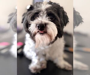 Havanese Dogs for adoption in Newport Beach, CA, USA