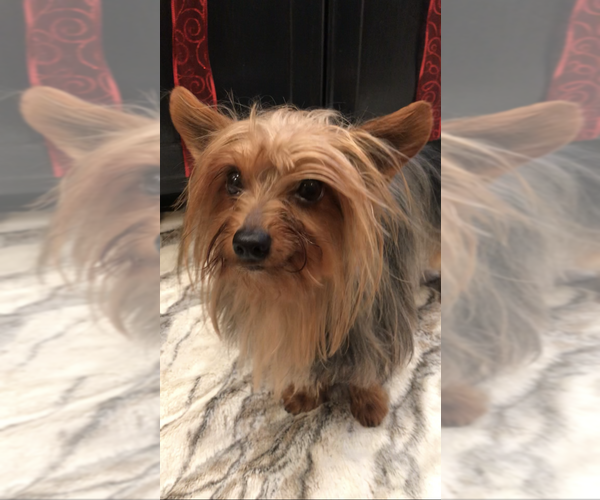 Medium Photo #6 Yorkshire Terrier Puppy For Sale in MOUNT CARMEL, PA, USA