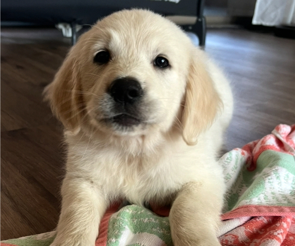Medium Photo #1 English Cream Golden Retriever Puppy For Sale in PLYMOUTH, CA, USA