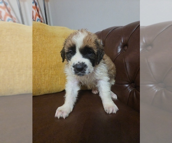 Medium Photo #7 Saint Bernard Puppy For Sale in INDEPENDENCE, MO, USA