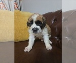 Small #6 Saint Bernard