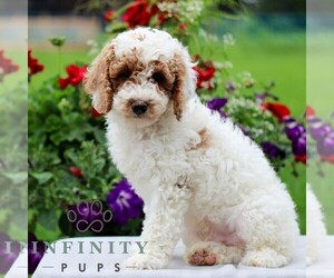 Goldendoodle (Miniature) Puppy for sale in LITITZ, PA, USA