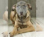 Small Photo #6 Mutt Puppy For Sale in Rockaway, NJ, USA