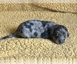 Small #5 Dachshund