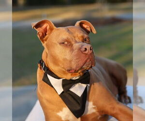 Chopper II - Male Mutt Dog for Adoption - Photo #10