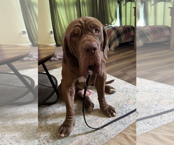 Medium Photo #2 Neapolitan Mastiff Puppy For Sale in Ellisville, MO, USA