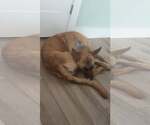 Small #1 German Shepherd Dog
