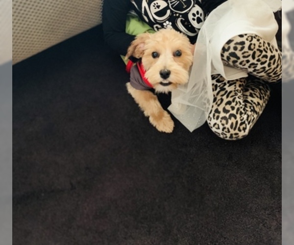 Medium Photo #7 Maltipoo-Morkie Mix Puppy For Sale in BROWN DEER, WI, USA