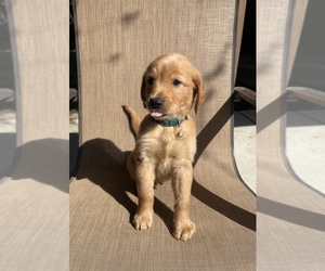 Golden Retriever Puppy for sale in TULARE, CA, USA