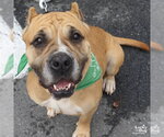Small #10 Boxer Mix