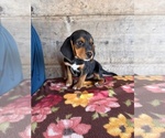 Small #9 Beagle