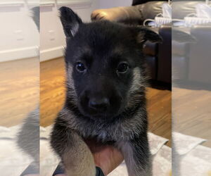 German Shepherd Dog-Unknown Mix Dogs for adoption in The Woodlands, TX, USA