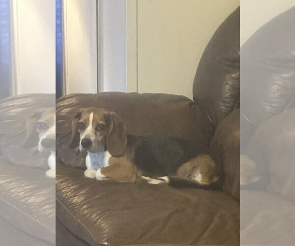 Medium Photo #4 Beagle Puppy For Sale in Mouth Of Wilson, VA, USA