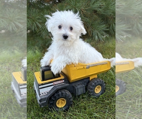 Medium Photo #1 Maltese Puppy For Sale in MIDDLEBURY, IN, USA