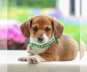 Dorgi Puppy for sale in ANNVILLE, PA, USA