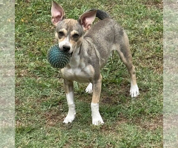 Medium Photo #8 Mutt Puppy For Sale in Arlington, VA, USA
