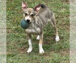 Small #7 Mutt