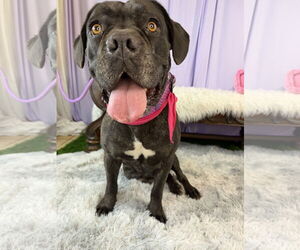 Mutt Dogs for adoption in Goodyear, AZ, USA