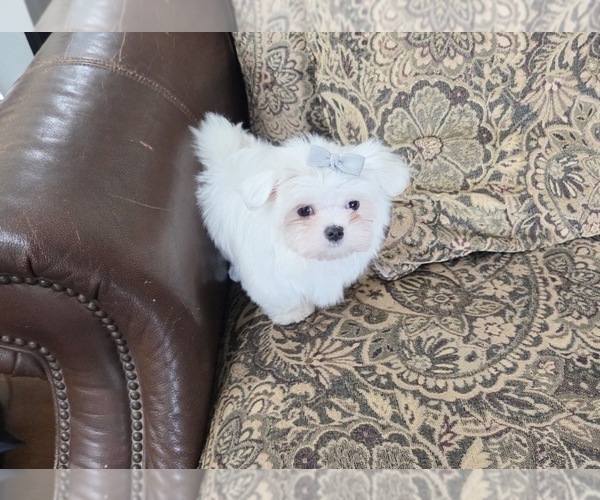 Medium Photo #15 Maltese Puppy For Sale in SANTA CLARITA, CA, USA
