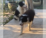 Small Photo #2 Border Collie Puppy For Sale in BLANCO, TX, USA
