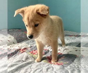 Miniature Australian Shepherd-Shiba Inu Mix Puppy for sale in ANDERSON, IN, USA