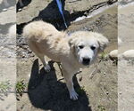 Small #7 Great Pyrenees