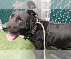 Labrador Retriever Dogs for adoption in Downey, CA, USA