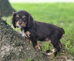 Cocker Spaniel Puppy for sale in WITHEE, WI, USA
