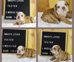 Small Photo #7 English Bulldog Puppy For Sale in PINE VILLAGE, IN, USA