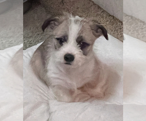 Jack Russell Terrier-ShihPoo Mix Puppy for sale in OAKLEY, CA, USA