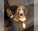 Small #2 Basset Hound