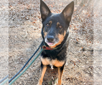 Small #1 German Shepherd Dog