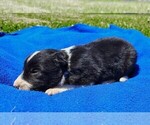Small Photo #68 Border Collie Puppy For Sale in NORBORNE, MO, USA