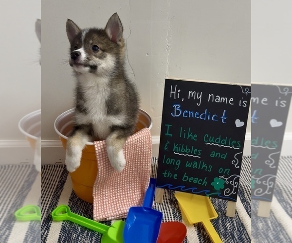 Medium Photo #37 Pomsky-Shiba Inu Mix Puppy For Sale in NASHUA, NH, USA