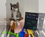 Small #6 Pomsky-Shiba Inu Mix