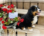 Puppy Barry Bernese Mountain Dog